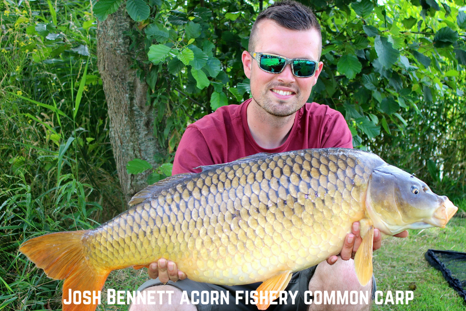 Josh Bennett Acorn Fishery Common Carp