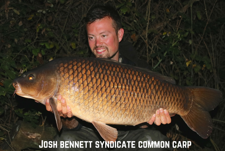 Josh Bennett Syndicate Common Carp