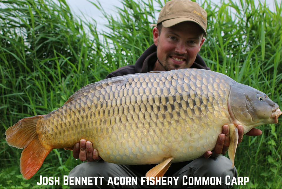 Josh Bennett Common Carp