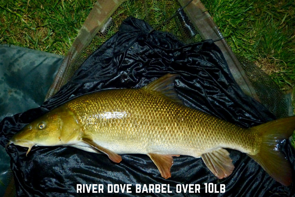 River Dove Barbel