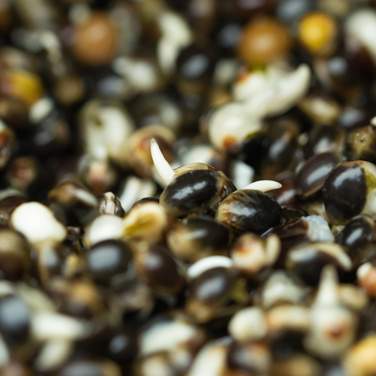 Hinders Fresh Hemp Prepared Particle Jars