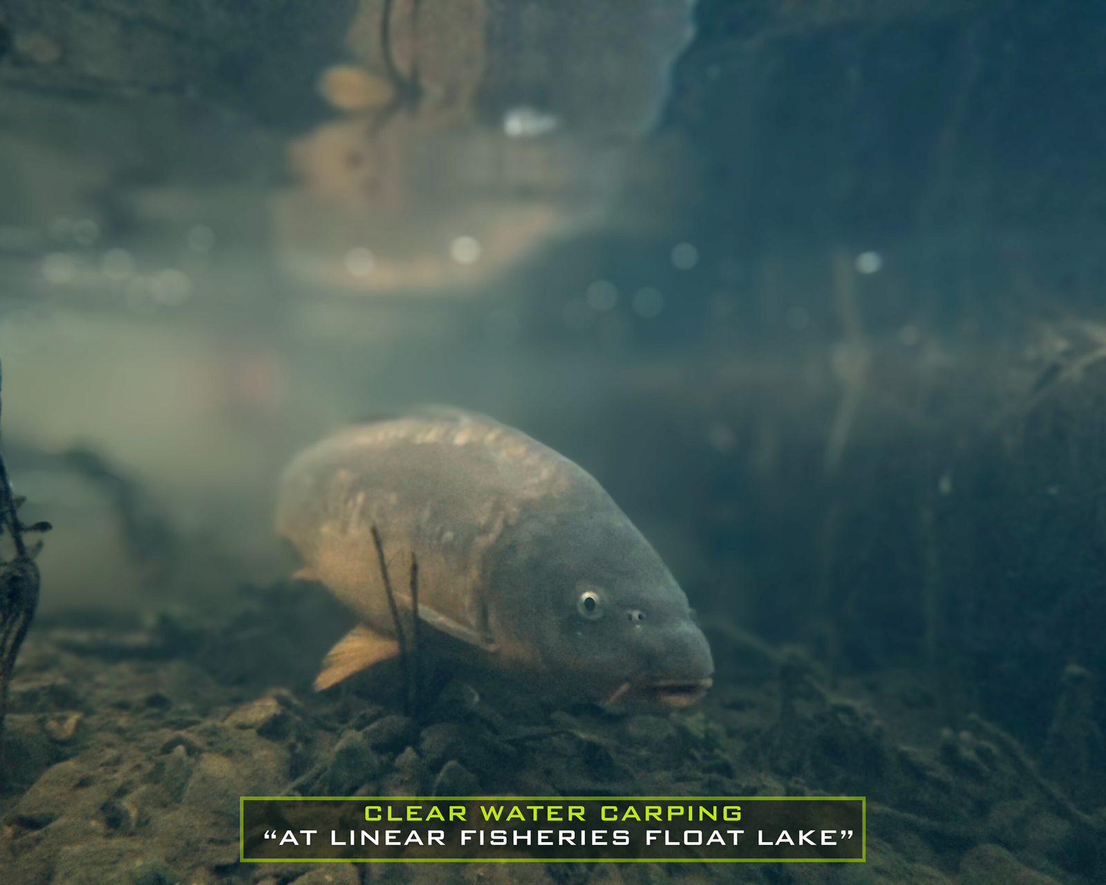 Clear Water Carping At Linear Fisheries