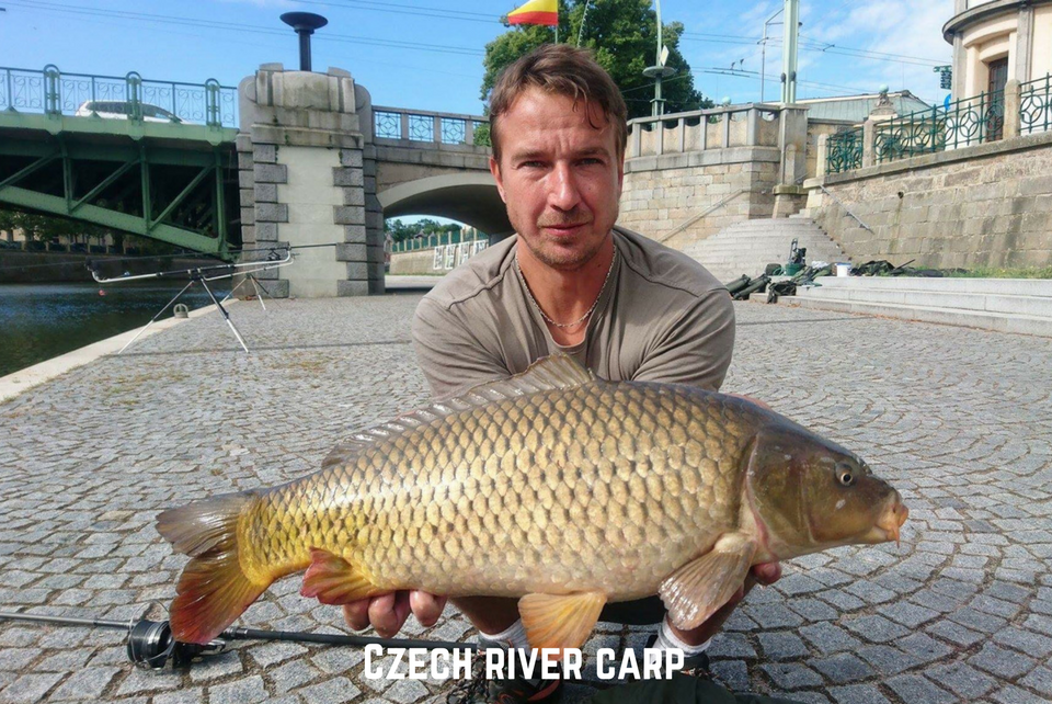 Czech River Carp