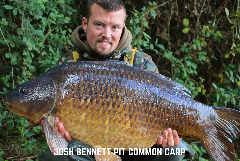 Josh Bennett Common Carp