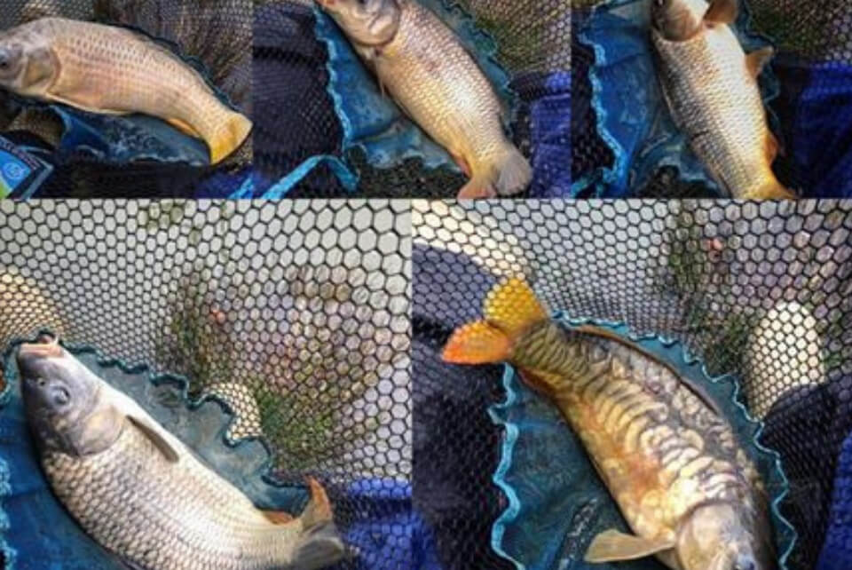 Woodside Fisheries Patney Carp