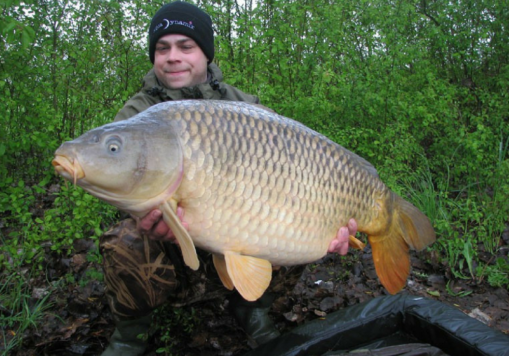 Phil Holmes Common Carp