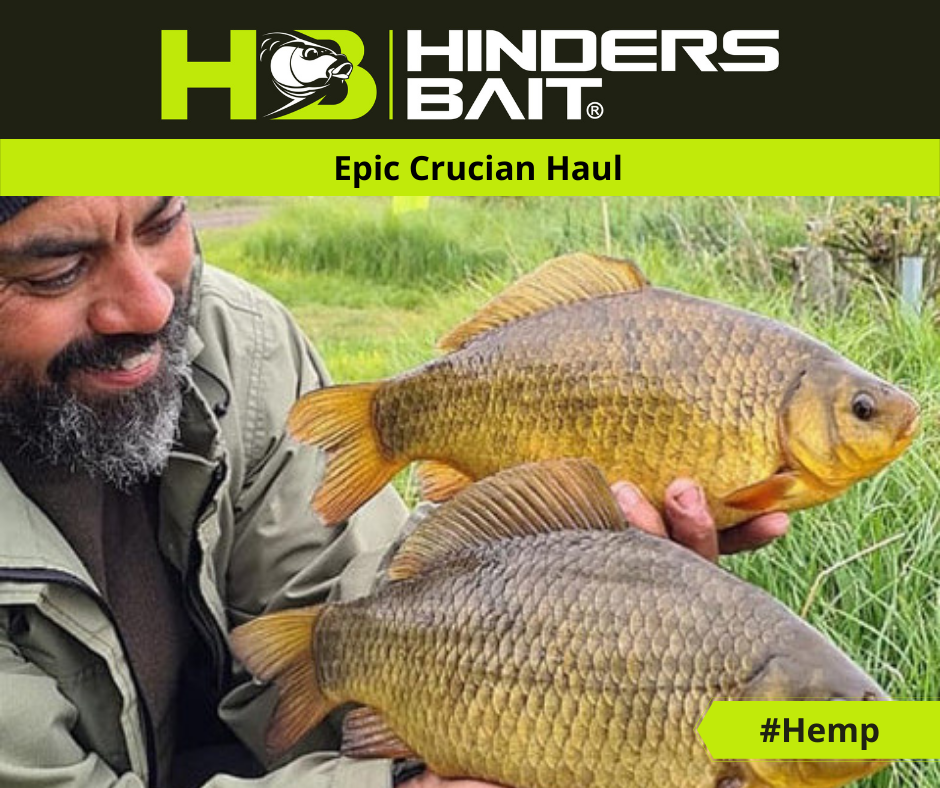 Stunning Crucian Carp 