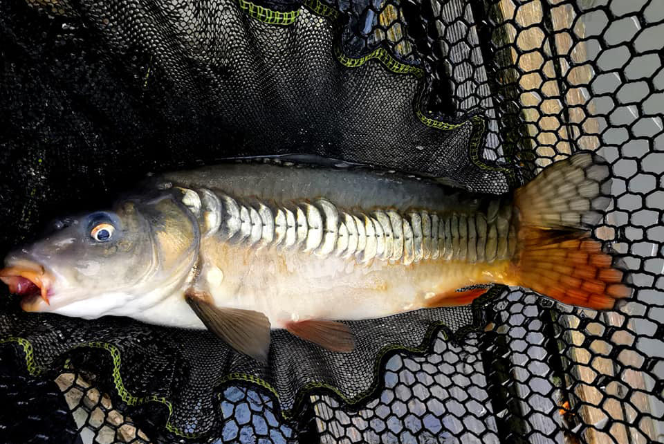 First Time Back At Flaxlands for Steve