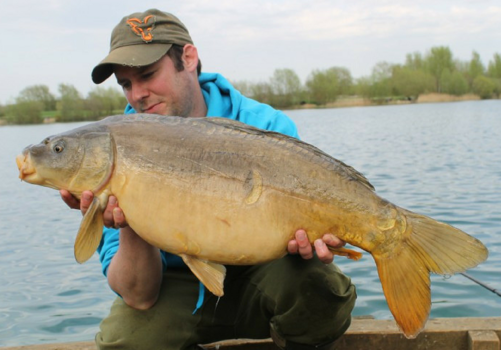 Steve Linear Carp